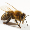 Abeja Lectura Cafe Cafeomancia Interpretacion Simbolos Significado