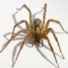 Araña Lectura Cafe Cafeomancia Interpretacion Simbolos Significado
