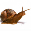 Caracol Lectura Cafe Cafeomancia Interpretacion Simbolos Significado