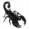 Escorpion Lectura Cafe Cafeomancia Interpretacion Simbolos Significado