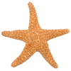 Estrella Mar Lectura Cafe Cafeomancia Interpretacion Simbolos Significado