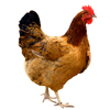 Gallina Lectura Cafe Cafeomancia Interpretacion Simbolos Significado