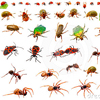 Insectos Lectura Cafe Cafeomancia Interpretacion Simbolos Significado