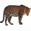 Leopardo Lectura Cafe Cafeomancia Interpretacion Simbolos Significado