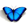 Mariposa Lectura Cafe Cafeomancia Interpretacion Simbolos Significado
