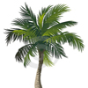 Palmera Lectura Cafe Cafeomancia Interpretacion Simbolos Significado