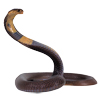 Serpiente Lectura Cafe Cafeomancia Interpretacion Simbolos Significado
